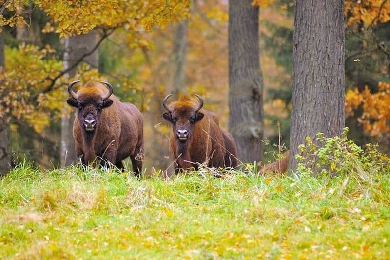 Safari privé d'une journée complète avec des bisons dans le parc national de Bialowieza
