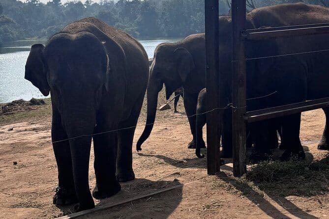 Wild Life Jeep Safari Tour à Bannerghatta avec transfert privé