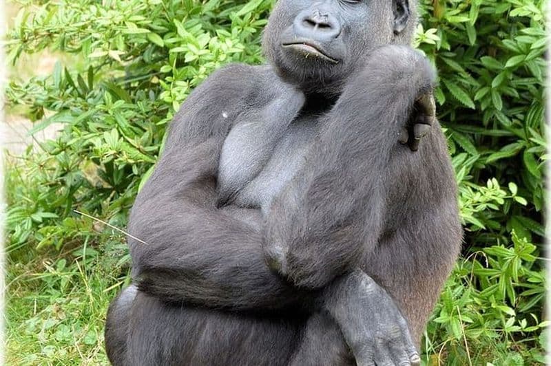 Le Dja Réserve de Biodiversité Safari 7Jours/6 Nuits