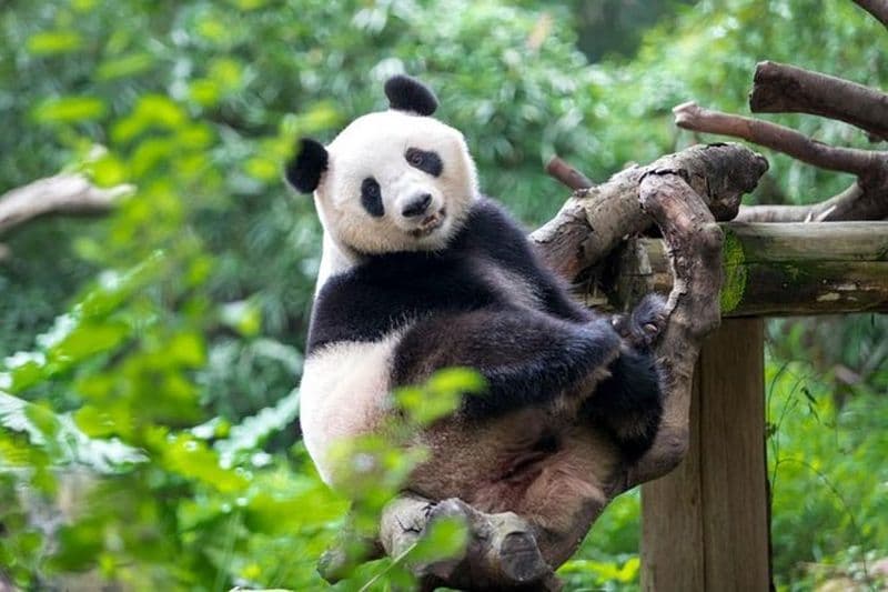 Transfert privé entre Guangzhou Chimelong Safari Park et le centre-ville