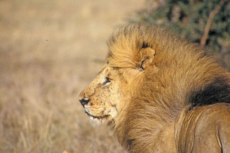 5 heures de route vers Nairobi National en 4*4 Jeep