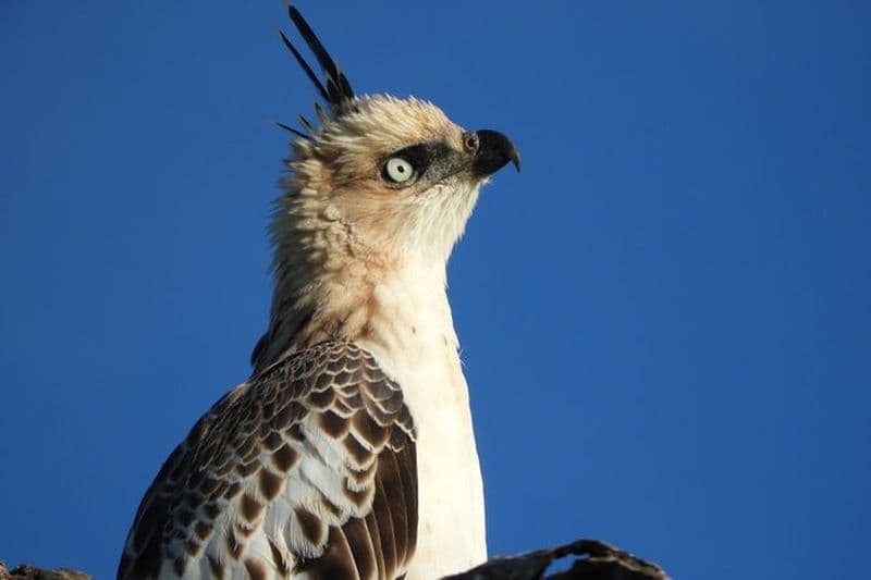 Safari d'observation des oiseaux dans le parc national de Bundala