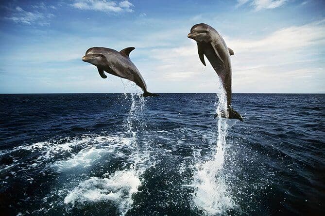 Excursion au lever du soleil sur les dauphins à Bali sur la plage de Lovina