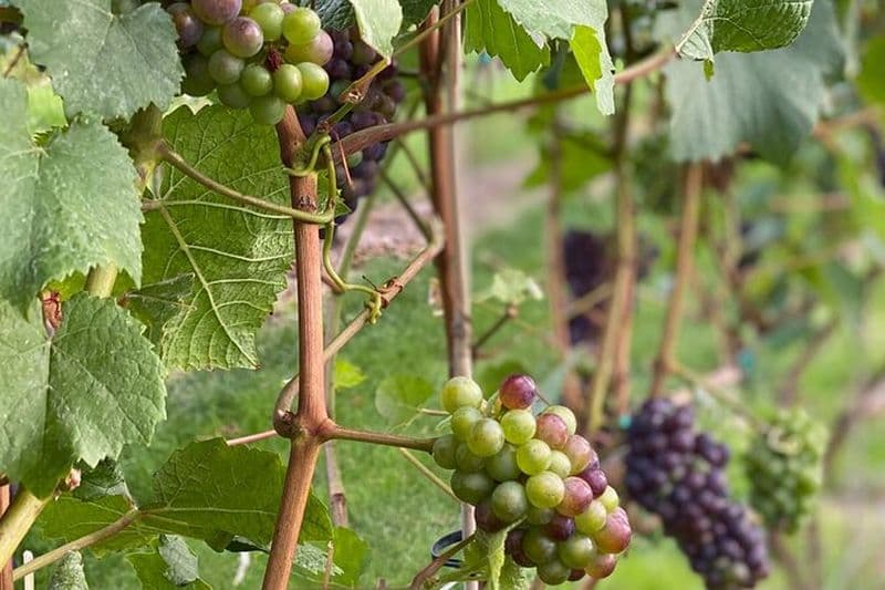 Visite de 4 heures dans la vallée de l'Okanagan avec dégustation de vins sur la route des vins de Kelowna Lakeshore