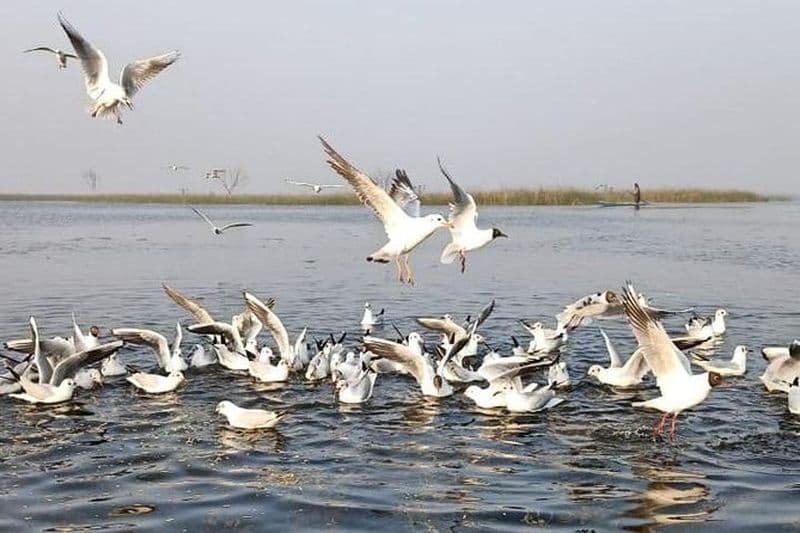 Excursion d'une journée au sanctuaire d'oiseaux de Nal Sarovar et à Lothal au départ d'Ahmedabad