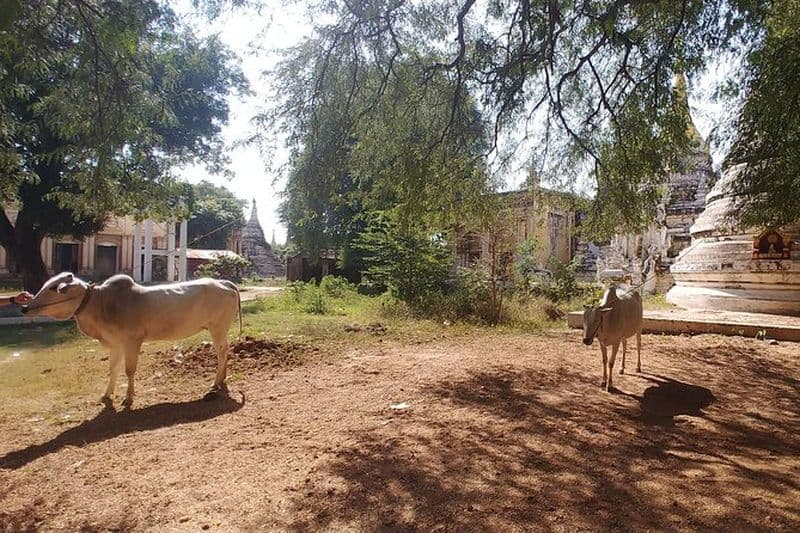 Transfert aéroport, Paleik Snake Pagoda, un peu de Bagan et à AVA