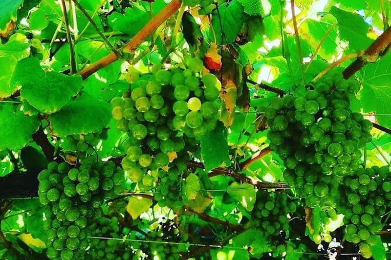 Vin Albariño et Saint-Jacques-de-Compostelle