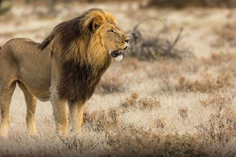 Le meilleur safari d'une journée à Selous au départ de Zanzibar