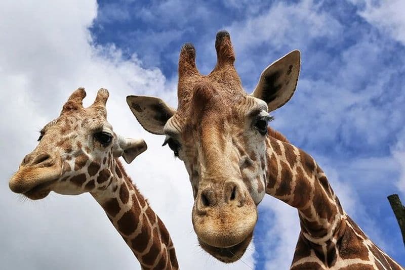 Excursion d'une journée à Fukuoka Kyushu Drive-in Safari Mt Yufu Yufuin Umi Jigoku