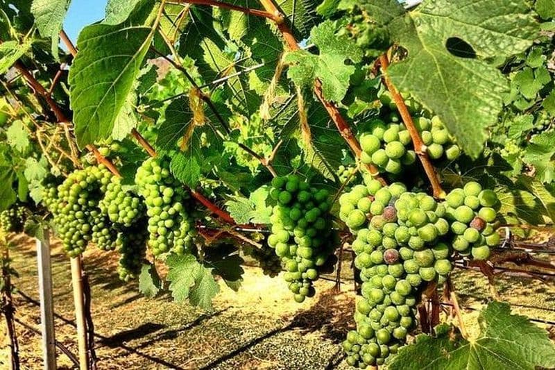 Khao Yai Winery - Visites de vignobles et amoureux des animaux avec ferme équestre