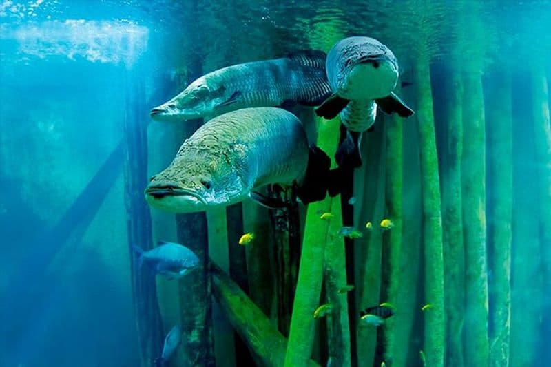 Billet d'entrée à l'aquarium de Saragosse