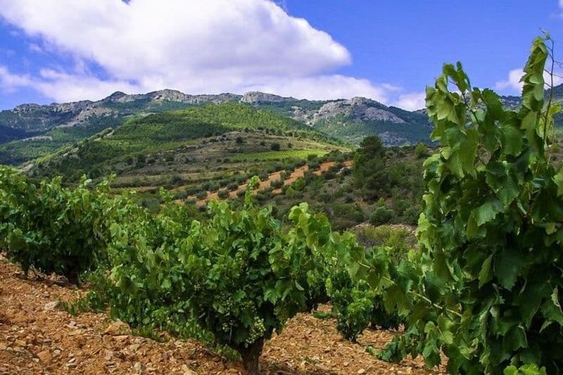 Visite de l'huile d'olive et des vignobles depuis la ville de Saragosse