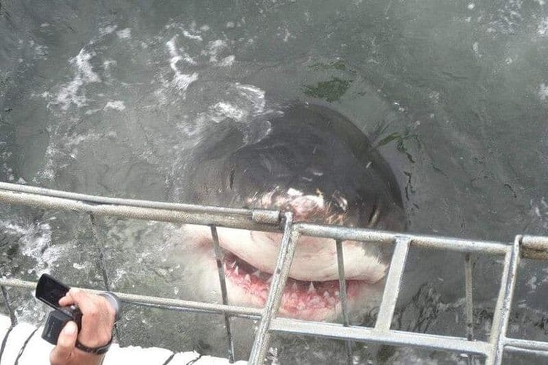 Plongée en cage à requin