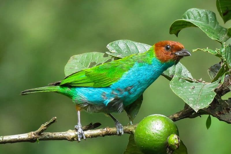 Salento : Observation des oiseaux le long du fleuve Torrent