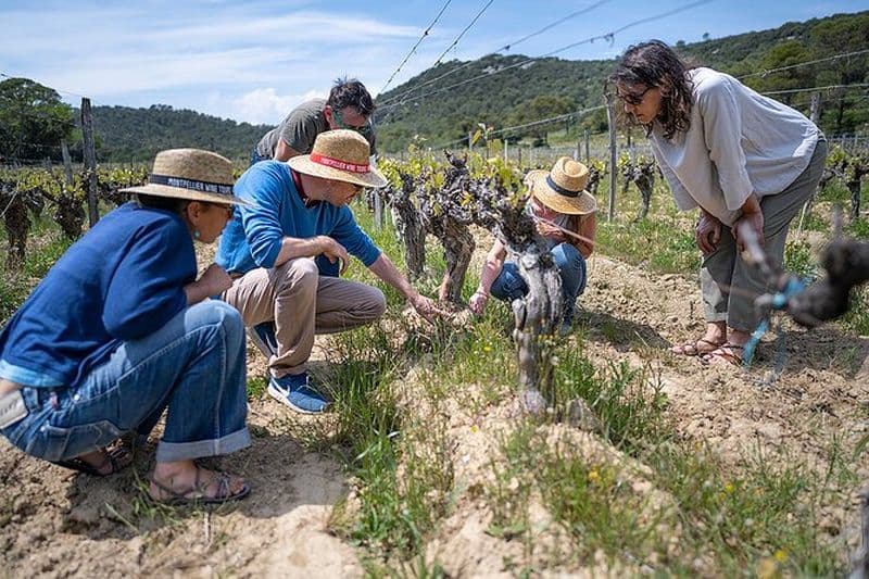 Visite privée d'une journée complète des vins et des olives du Pic Saint Loup avec déjeuner au départ de Montpellier