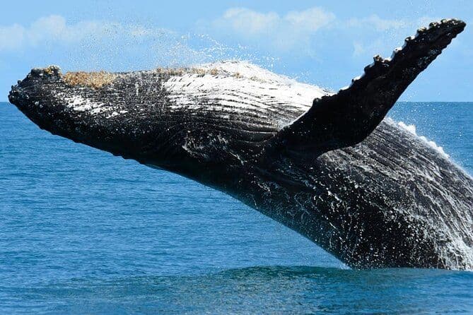 Visite privée d'observation des baleines à Sal Rei