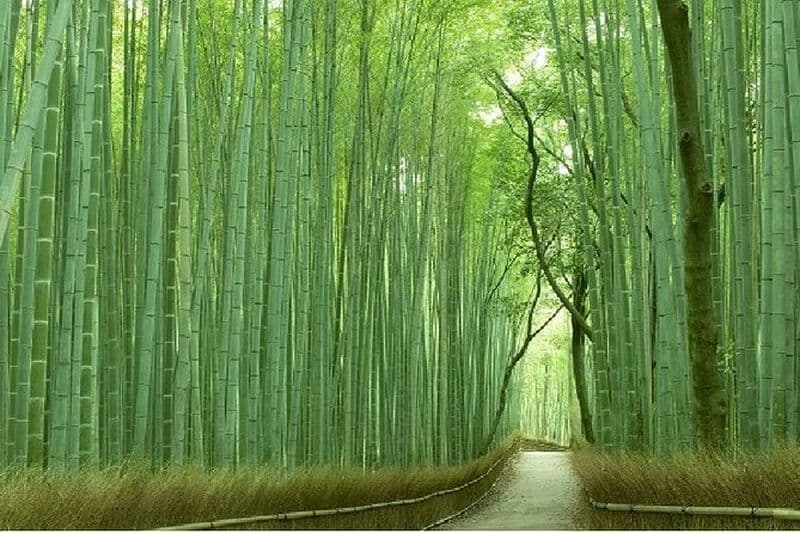 Visite à pied de la bambouseraie de Sagano à Kyoto et d'Arashiyama