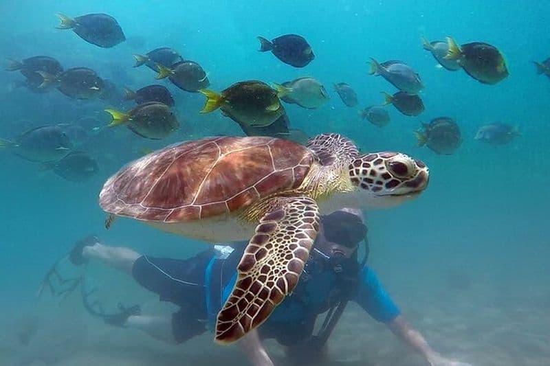 Plongée sous-marine Junior avec tortues et vidéos, San Juan