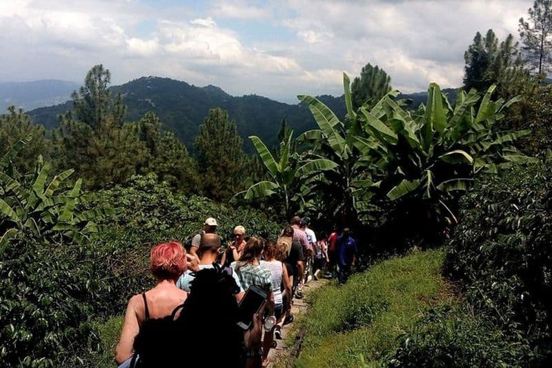 Dégustation de café et visite de la ferme de Craighton Blue Mountain à partir du port de croisière de Port Royal