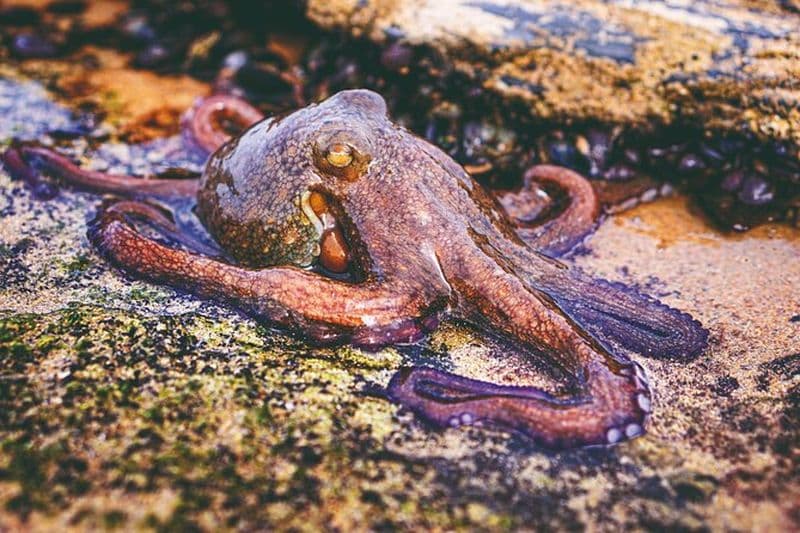 Safari dans la piscine à marée sur la plage de Monte Clérigo