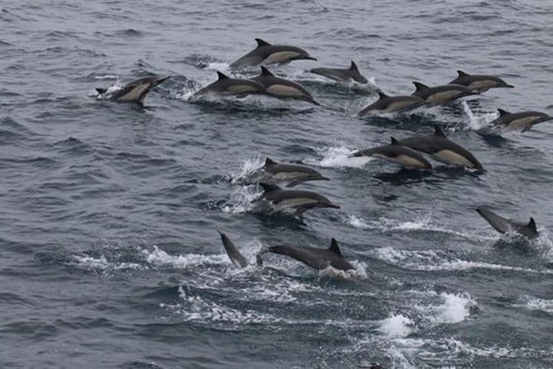 City Cruises San Diego : Aventure d'observation des baleines et des dauphins