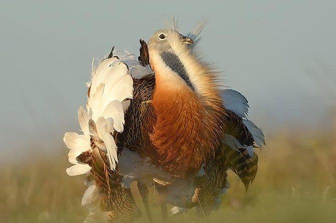Observation des oiseaux des steppes à La Mancha Toledana
