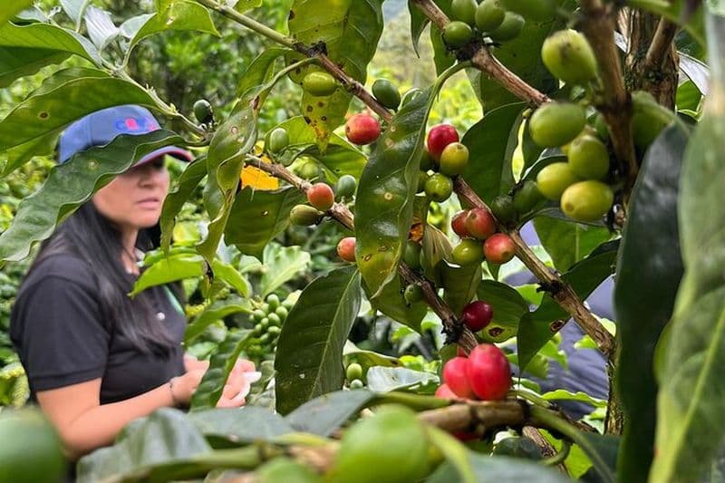 Expérience de dégustation de café et de cacao à Mindo de Quito