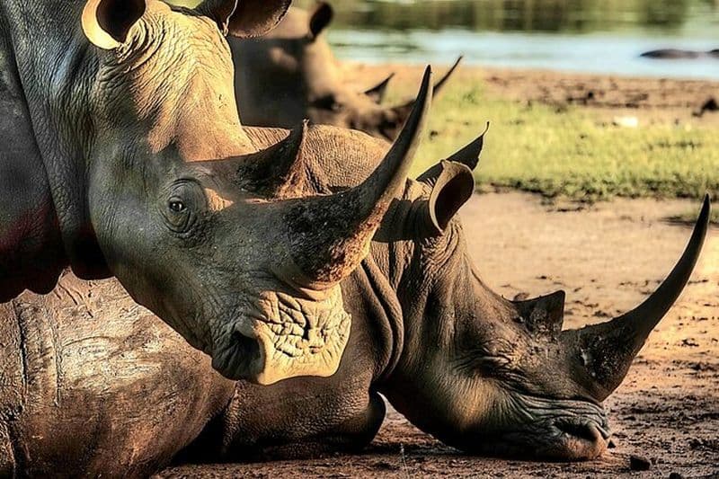 Randonnée guidée en rhinocéros et safari dans les buissons près de Victoria Falls-Unique