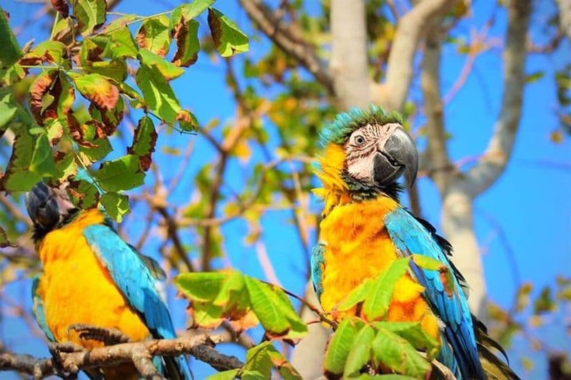 Observation d'oiseau Volière Nationale Carthagène des Indes