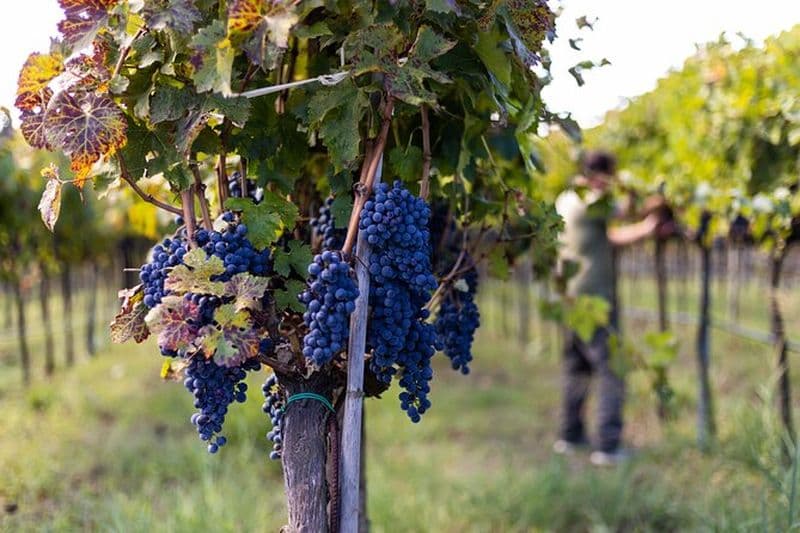 Expérience de dégustation de vin lent et de Tartufo Gelato