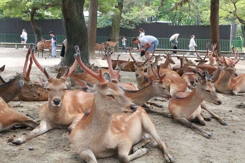 Nara English Visite guidée à pied (Tous frais d'entrée inclus)