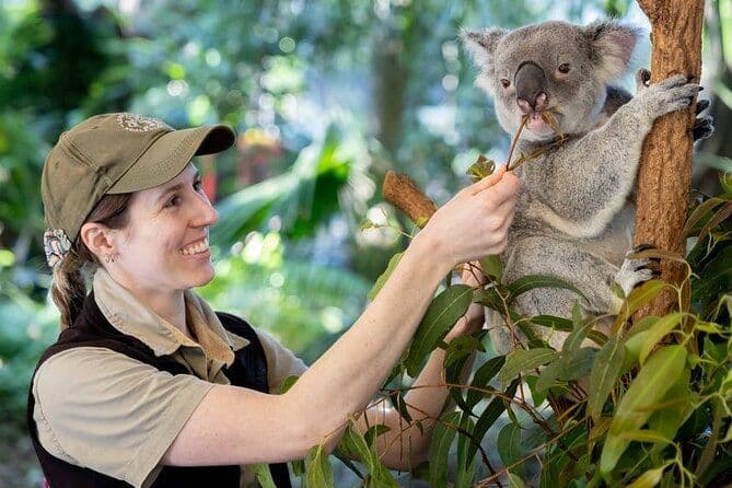 Excursions à Brisbane Private Shore avec Lone Pine Koala Sanctuary