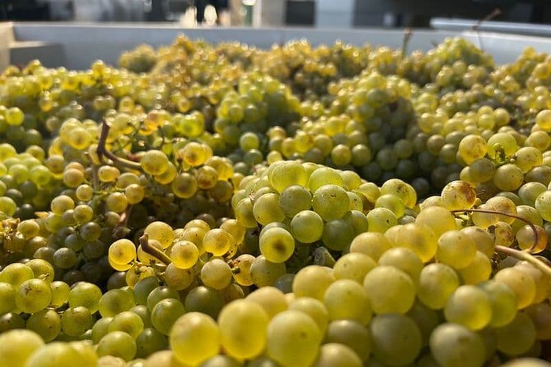 Visites guidées personnalisées du vin de Willamette Valley au départ de The Allison Inn and Spa