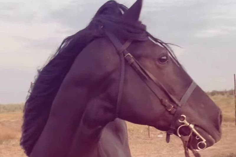 Visite privée à cheval avec thé