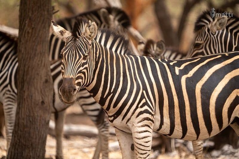 Bandia Animals Reserve combiné avec le lac rose