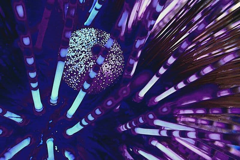 Snorkeling (PMT) fluorescent avec lampes ultraviolettes