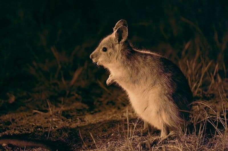 Safari nocturne australien avec animaux