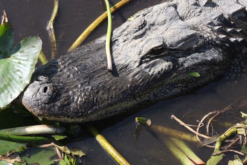 Safari d'une journée dans les Everglades au départ de Miami