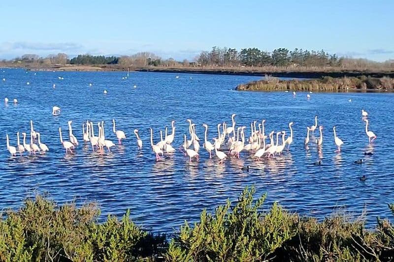 Happy tour camargue une immersion à vélo et trottinette E