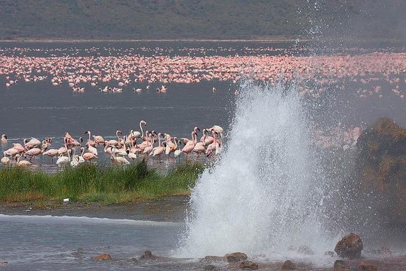 2 jours, 1 nuit d'observation de flamants roses sur le lac Bogoria et le parc national du lac Nakuru