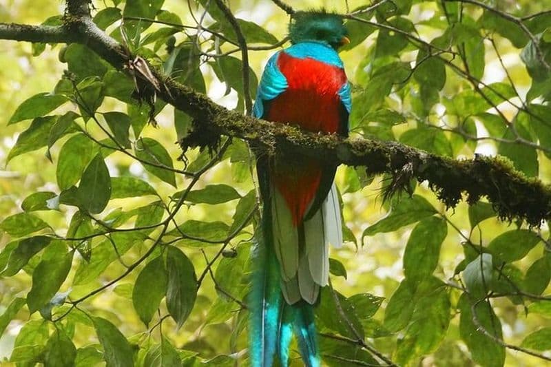 Excursion d'observation des oiseaux El Quetzal au départ de la ville de Guatemala - L'oiseau national du Guatemala
