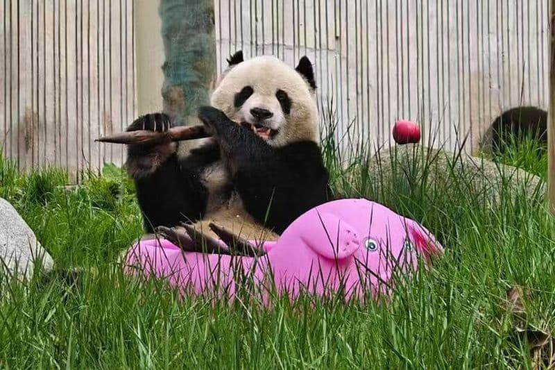 Expérience de peinture traditionnelle de base privée de panda tout compris