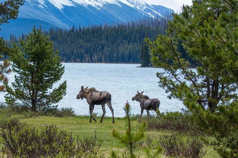 Visite de la faune et des sites touristiques de Jasper avec randonnée au lac Maligne