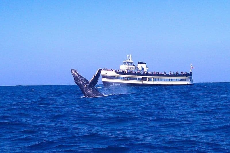 San Diego Whale Watching Cruise
