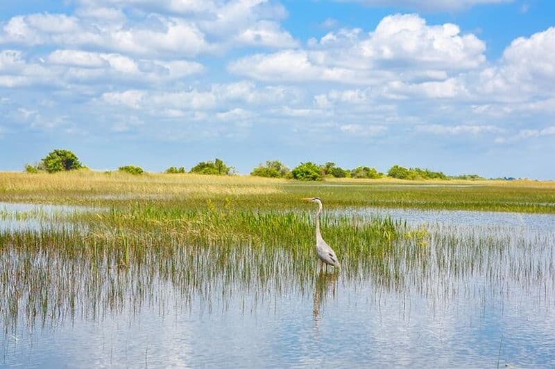 Safari en bateau de 3h - Tour nature et attractions emblématiques de Montréal