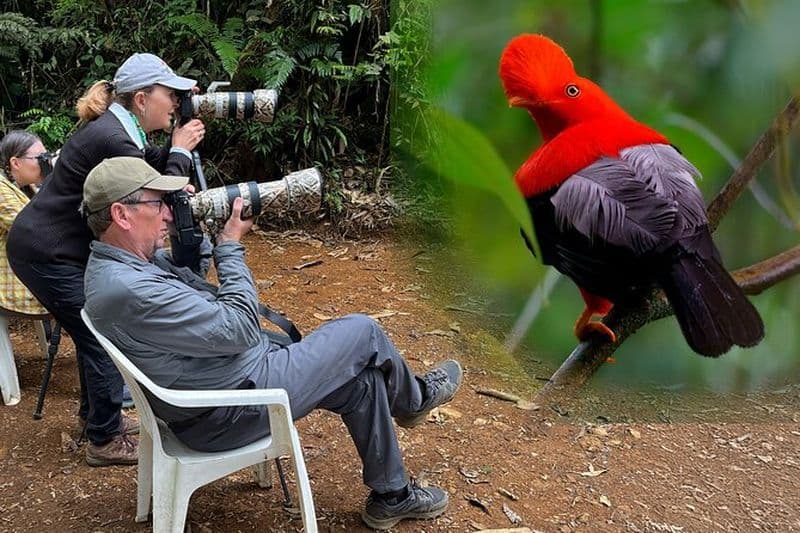Visite d'une journée de photographie du coq du rocher