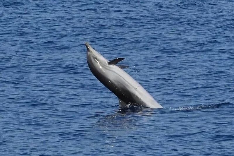 Excursion d'observation des dauphins avec plongée en apnée depuis Olbia