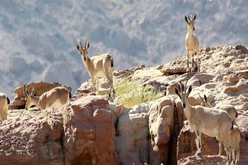 Expérience de randonnée sur le sentier Wadi Mujib Ibex avec visite d'Amman et panorama de la mer Morte