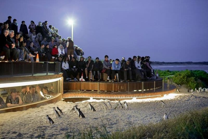 Billet Excursion d'une journée à Phillip Island au départ de Melbourne avec la plateforme d'observation Penguin Plus