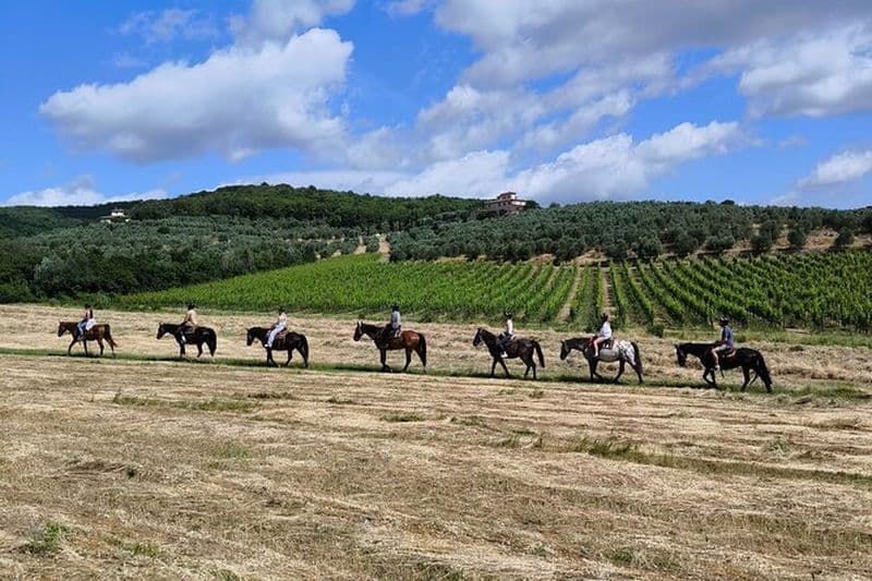 Balade à cheval dans les vignes